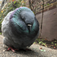 Steam Community Avatar Steam Community Avatar