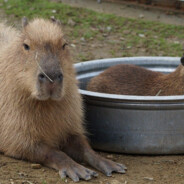 Steam Community Avatar Steam Community Avatar