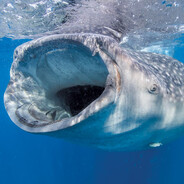 Steam Community Avatar Steam Community Avatar