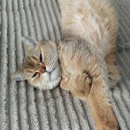 Steam Community Avatar Steam Community Avatar