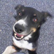 Steam Community Avatar Steam Community Avatar