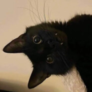 Steam Community Avatar Steam Community Avatar