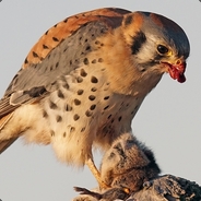 Steam Community Avatar Steam Community Avatar