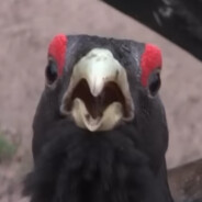 Steam Community Avatar Steam Community Avatar