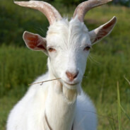 Steam Community Avatar Steam Community Avatar