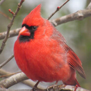 Steam Community Avatar Steam Community Avatar