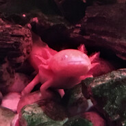 Steam Community Avatar Steam Community Avatar