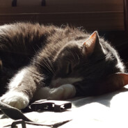 Steam Community Avatar Steam Community Avatar