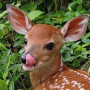 Steam Community Avatar Steam Community Avatar