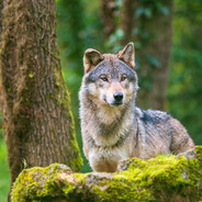 Steam Community Avatar Steam Community Avatar