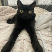 Steam Community Avatar Steam Community Avatar