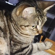 Steam Community Avatar Steam Community Avatar