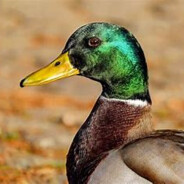 Steam Community Avatar Steam Community Avatar