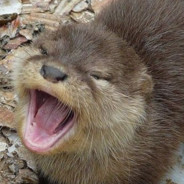 Steam Community Avatar Steam Community Avatar