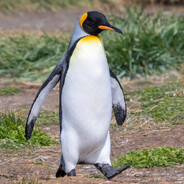 Steam Community Avatar Steam Community Avatar