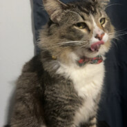 Steam Community Avatar Steam Community Avatar