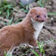 Steam Community Avatar Steam Community Avatar