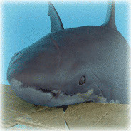 Steam Community Avatar Steam Community Avatar