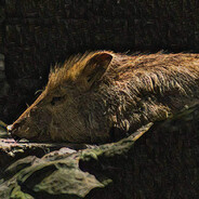 Steam Community Avatar Steam Community Avatar