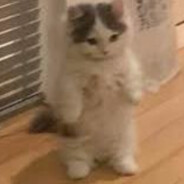 Steam Community Avatar Steam Community Avatar