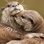 Steam Community Avatar Steam Community Avatar