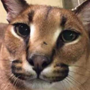 Steam Community Avatar Steam Community Avatar