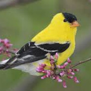 Steam Community Avatar Steam Community Avatar