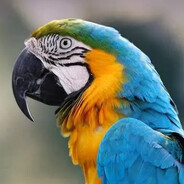 Steam Community Avatar Steam Community Avatar