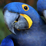 Steam Community Avatar Steam Community Avatar