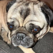 Steam Community Avatar Steam Community Avatar