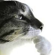 Steam Community Avatar Steam Community Avatar