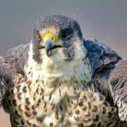 Steam Community Avatar Steam Community Avatar