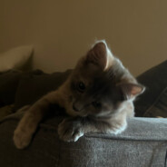 Steam Community Avatar Steam Community Avatar