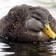 Steam Community Avatar Steam Community Avatar