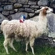 Steam Community Avatar Steam Community Avatar