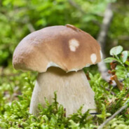 Steam Community Avatar Steam Community Avatar