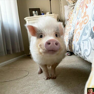 Steam Community Avatar Steam Community Avatar