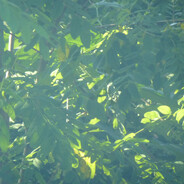 Steam Community Avatar Steam Community Avatar