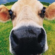 Steam Community Avatar Steam Community Avatar