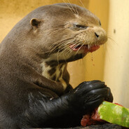 Steam Community Avatar Steam Community Avatar