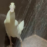 Steam Community Avatar Steam Community Avatar