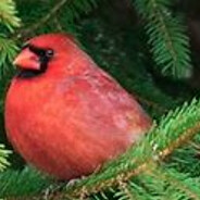 Steam Community Avatar Steam Community Avatar