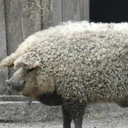 Steam Community Avatar Steam Community Avatar