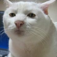 Steam Community Avatar Steam Community Avatar