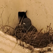 Steam Community Avatar Steam Community Avatar