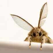 Steam Community Avatar Steam Community Avatar