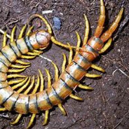 Steam Community Avatar Steam Community Avatar