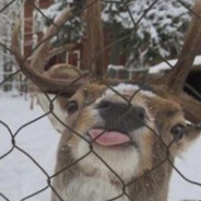 Steam Community Avatar Steam Community Avatar