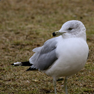 Steam Community Avatar Steam Community Avatar