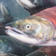 Steam Community Avatar Steam Community Avatar